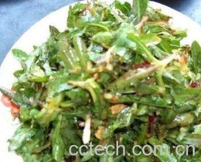 凉拌蒲公英的做法技巧教程-0