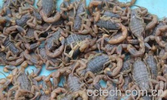 中药全蝎的功效与作用-1