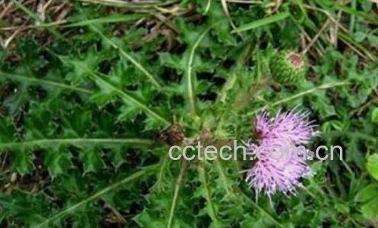 大蓟的功效与作用及药用价值-0