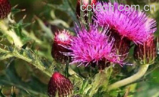 大蓟的功效与作用及药用价值-1