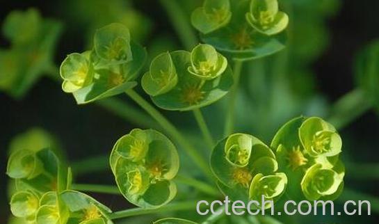 大戟的功效与作用及食用方法-0