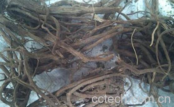 大蓟根和小蓟根的区别有哪些-0