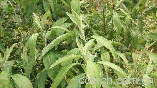 大风艾的功效与作用及药用价值-0