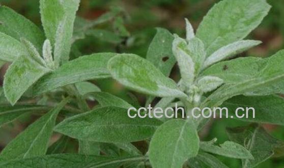 大风艾的功效与作用及药用价值-1