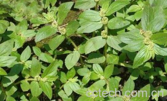 大飞扬草的功效与作用及药用价值-0