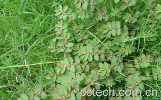 大飞扬草的功效与作用及药用价值-1