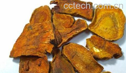 大黄的药用功效和作用-0