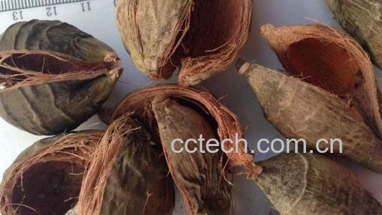 大腹皮的功效与作用 大腹皮的副作用-0