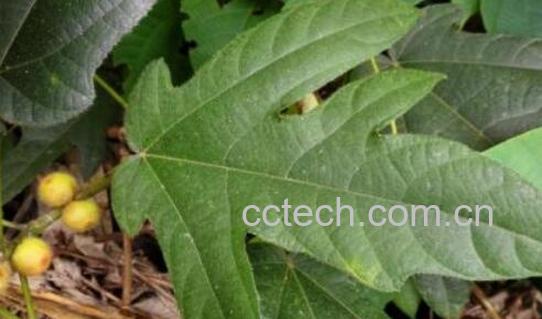 粗叶榕的功效与作用 粗叶榕的禁忌-0