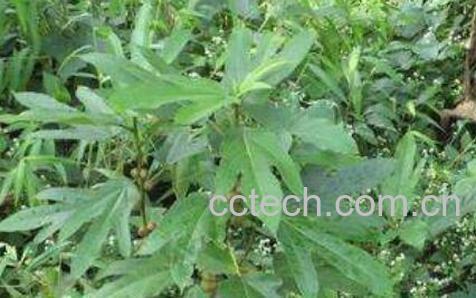 粗叶榕的功效与作用 粗叶榕的禁忌-1