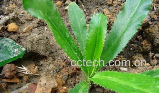 刺芫荽的功效与作用 刺芫荽的食用禁忌-0