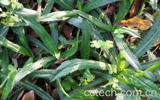 刺芫荽的功效与作用 刺芫荽的食用禁忌-1