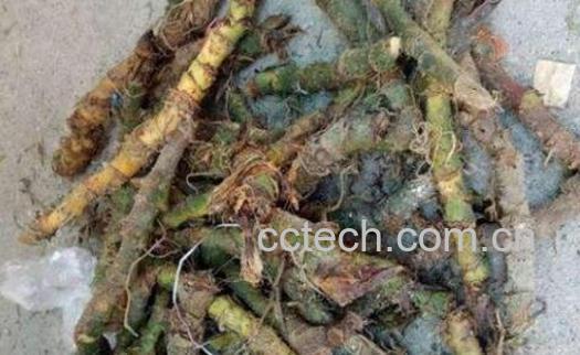 刺芋的功效与作用 刺芋怎么吃好-0