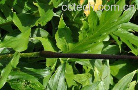 刺芋的功效与作用 刺芋怎么吃好-1