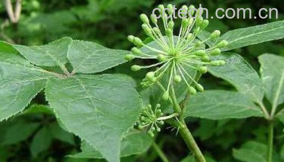 刺五加的功效与作用 刺五加的食用方法-1