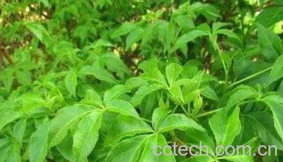 刺五加的功效与作用 刺五加的食用方法-0