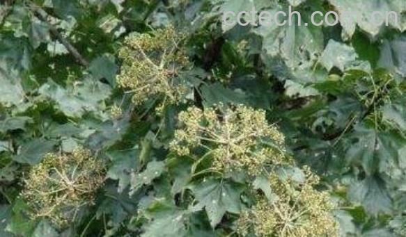 刺楸的功效与作用 刺楸的食用禁忌-0