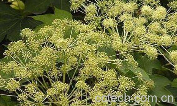 刺楸的功效与作用 刺楸的食用禁忌-1