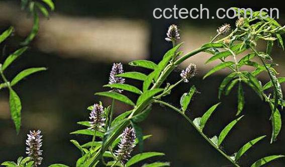 刺果甘草的功效与作用 刺果甘草的食用禁忌-1