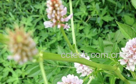 刺果甘草的功效与作用 刺果甘草的食用禁忌-0