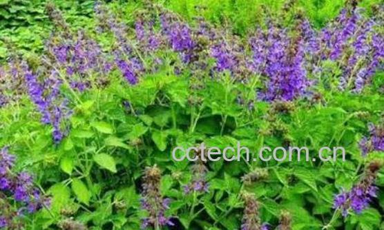 丹参花的功效与作用-0