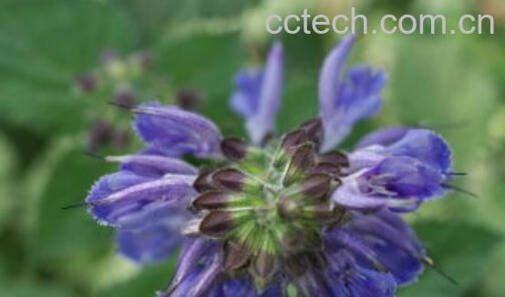 丹参花的功效与作用-1