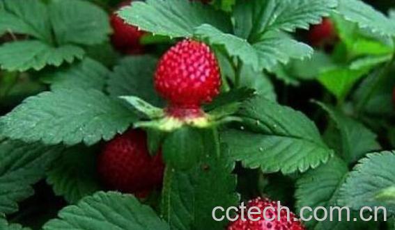 蛇莓草的功效与作用 蛇莓草怎么吃好-1