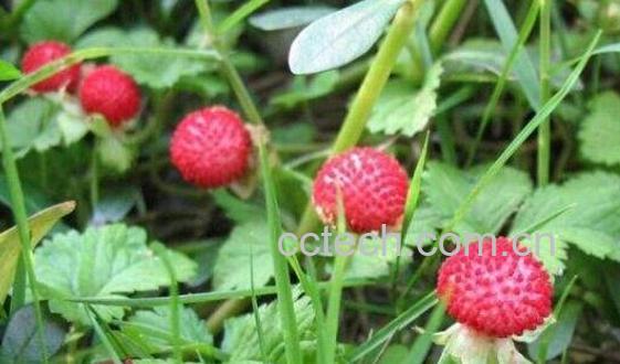 蛇莓草的功效与作用 蛇莓草怎么吃好-0