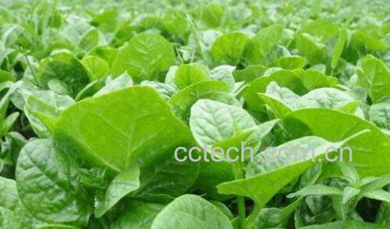 中药落葵的功效与作用-1