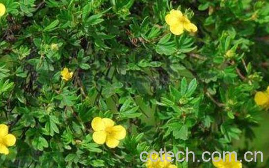 委陵菜与翻白草的区别-0