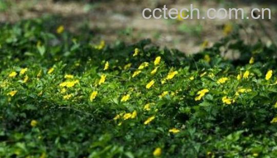 委陵菜与翻白草的区别-1