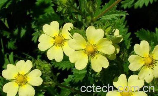 委陵菜的功效与作用 委陵菜的禁忌-0