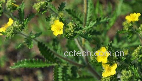 委陵菜的功效与作用 委陵菜的禁忌-1