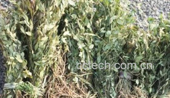 来马回的功效与作用 来马回的禁忌-0