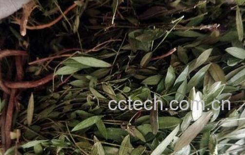 来马回的功效与作用 来马回的禁忌-1