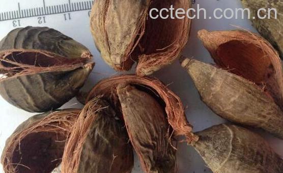 中药大腹皮的功效与作用 大腹皮的副作用-1