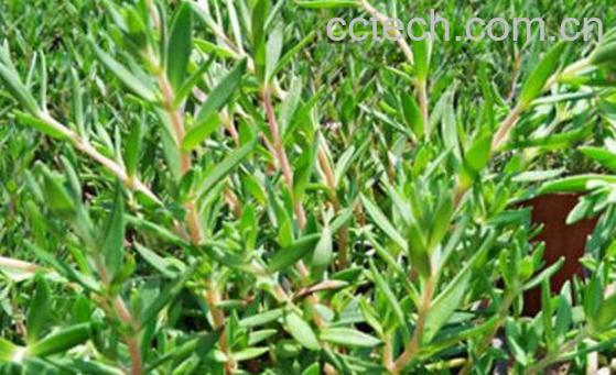 垂盆草怎么吃 垂盆草泡水喝的功效-0