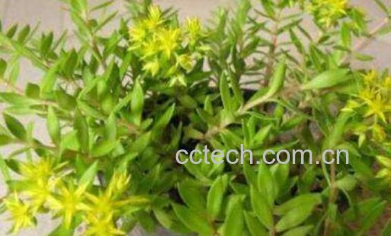 垂盆草怎么吃 垂盆草泡水喝的功效-1