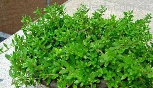 垂盆草的功效与作用 垂盆草的副作用-0