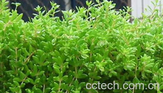 垂盆草的功效与作用 垂盆草的副作用-1