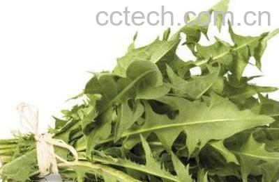 蒲公英和咸瘦肉有什么好处-1