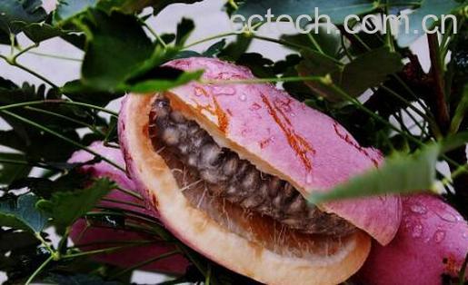 八月瓜籽的功效与作用-0