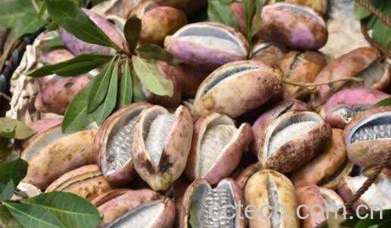 八月瓜的籽能吃不 八月瓜的籽怎么吃法-0