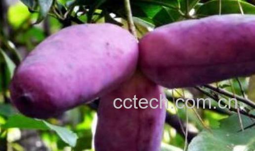 八月瓜的籽能吃不 八月瓜的籽怎么吃法-1