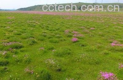 蒲公英怎样去寒性保留药效-0