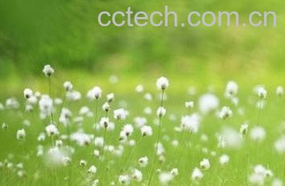 蒲公英怎样去寒性保留药效-1