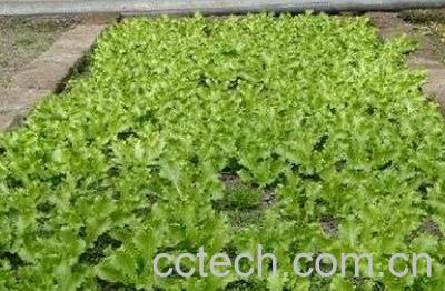 婆婆丁粉怎么喝-1