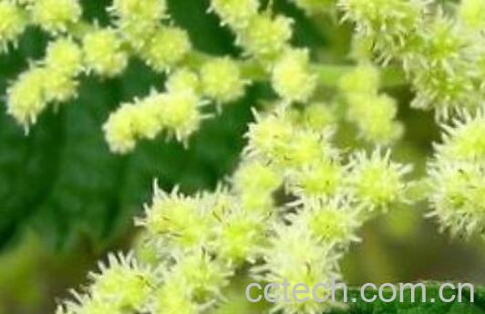 r麻花的功效与作用-1