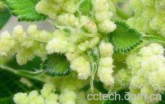 r麻花的功效与作用-0