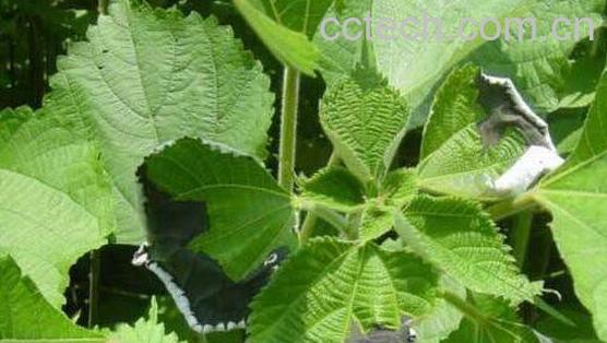 野白r麻的功效与作用-0